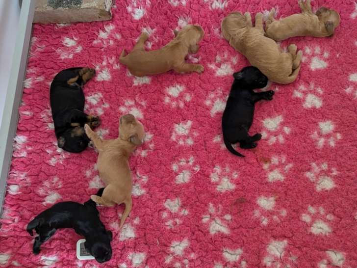 Chiots Cocker Anglais inscrits au LOF, à réserver.