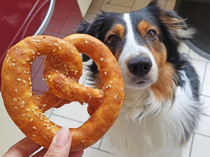 Recherche mâle Berger Australien pour saillie