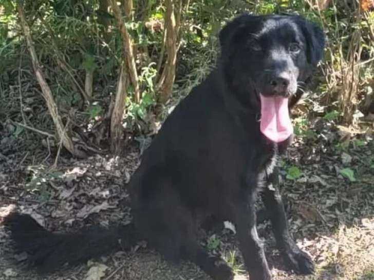 À accueillir : chien Flat Coated Retriever noir