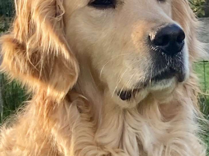 Chiots Golden Retriever à naître en juin 2025