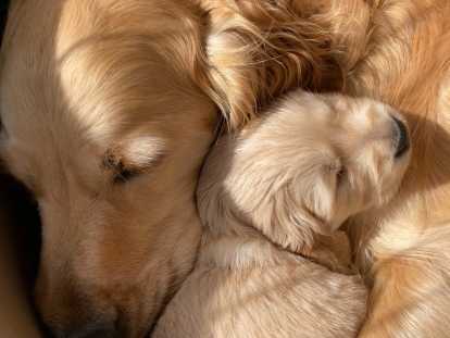 Chiots Golden Retriever à réserver