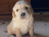 Chiots Golden Retriever à réserver