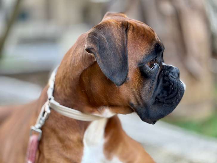 Uno, mâle Boxer LOF disponible pour saillie