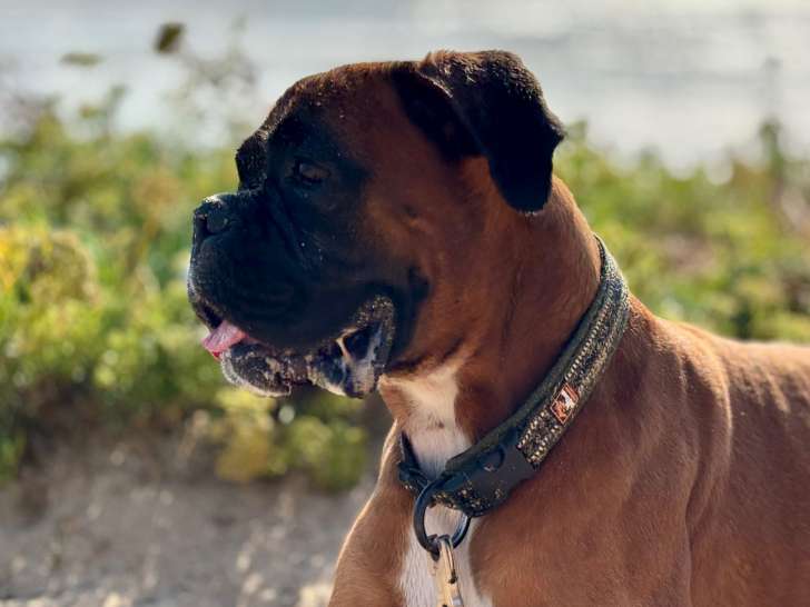 Uno, mâle Boxer LOF de lignée, disponible pour saillie