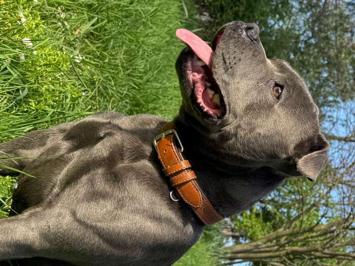 Staffordshire Bull Terrier mâle bleu à vendre