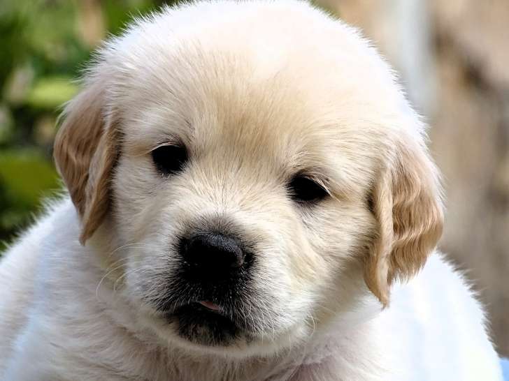 Magnifiques chiots Golden Retriever LOF à vendre