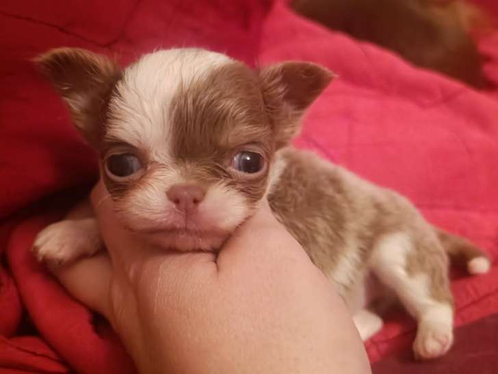 Magnifiques chiots Chihuahua à poil long à vendre