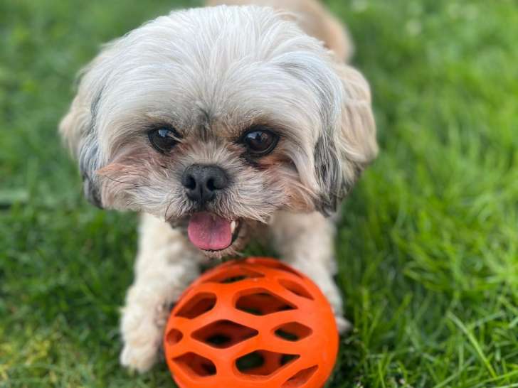 Paco, Lhassa Apso adulte à donner