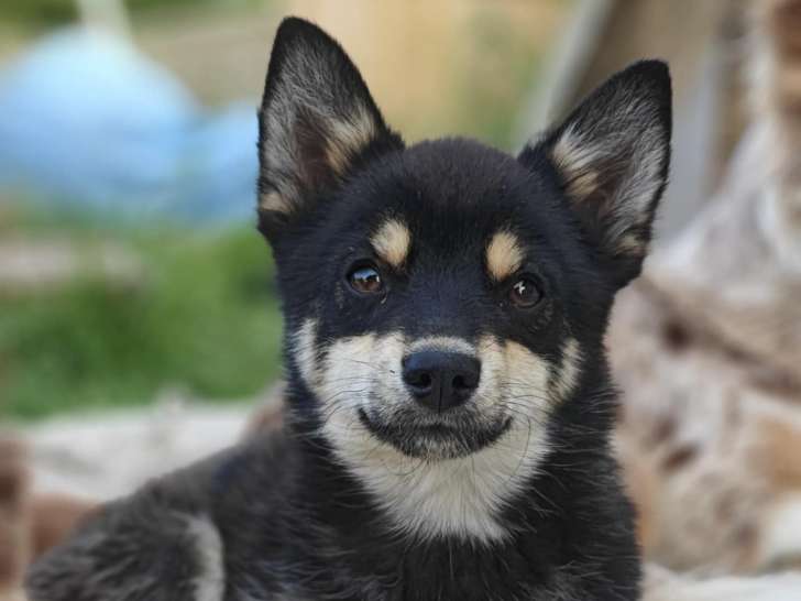 Chiot mâle Pomsky F2+ à vendre