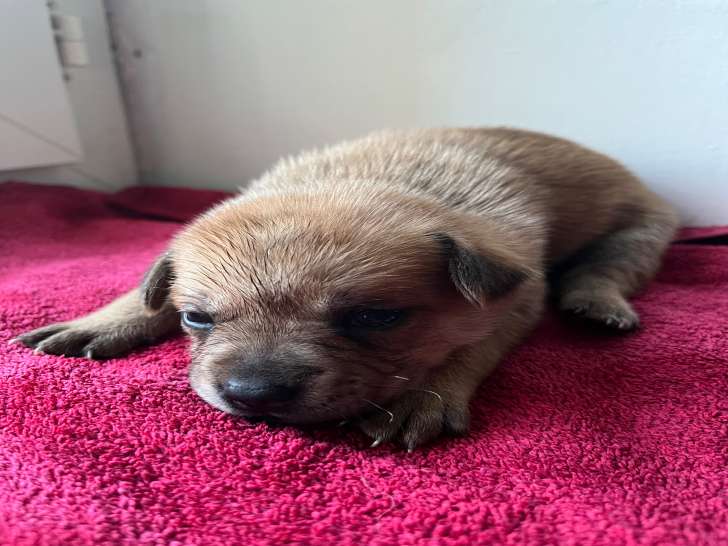 Chiots croisés Bouledogue Français et Spitz Nain à vendre