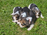 Chiots Beagle tricolores à vendre