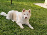 Femelle Pomsky disponible pour saillie