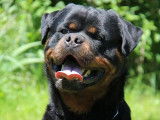 Chiots Rottweiler à réserver