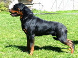 Chiots Rottweiler à réserver
