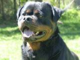 Chiots Rottweiler à réserver