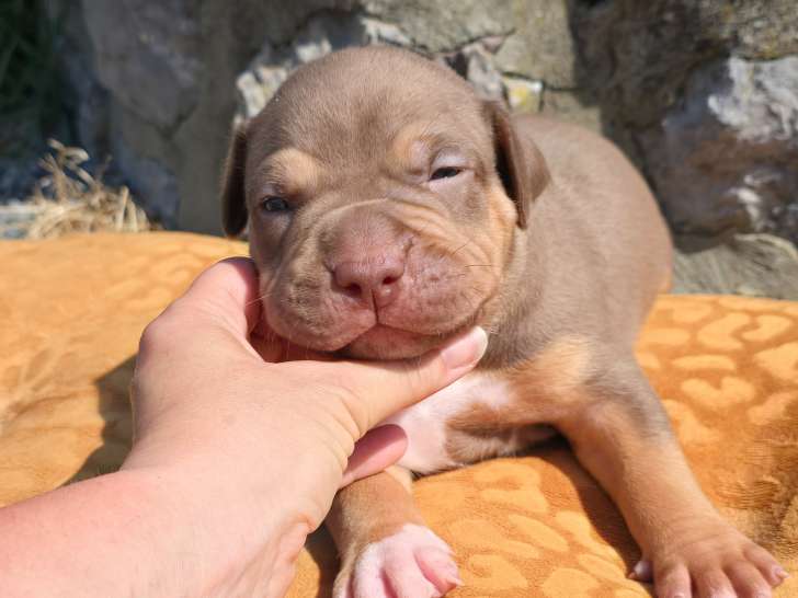 Chiots American Bully XL tricolores à vendre