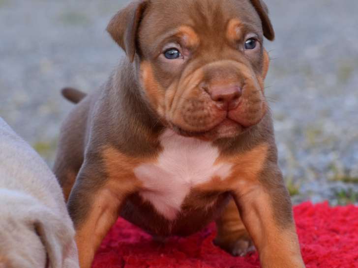 Chiot American Bully XL tricolores à vendre