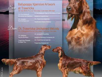 Chiots Setter Irlandais à naître