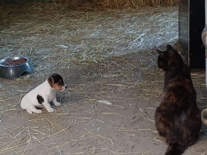Chiots Jack Russel à vendre