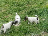 Chiots Jack Russel à vendre