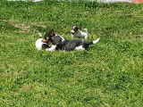 Chiots Jack Russel à vendre