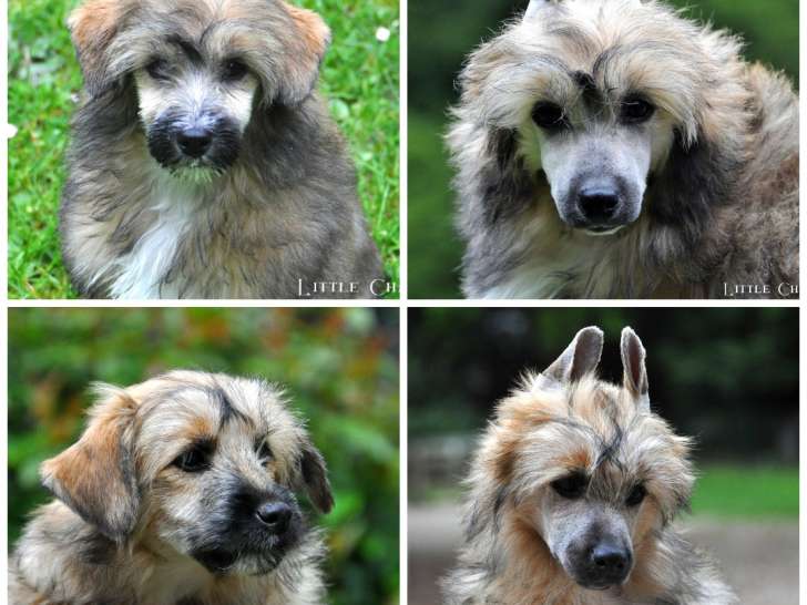 Chiots Chiens Chinois LOF à vendre