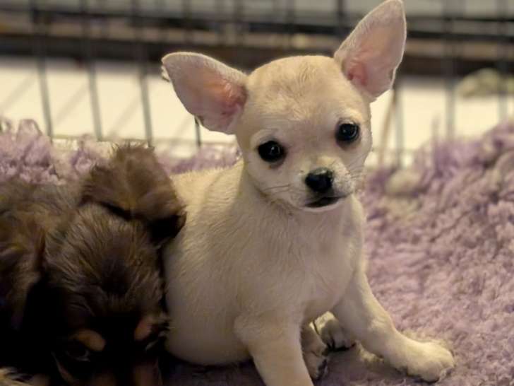 Chiot de type Chihuahua femelle à vendre