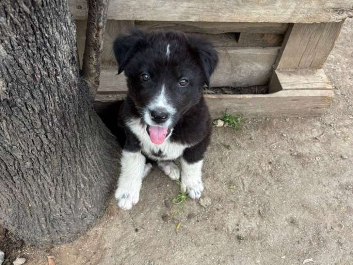 Seraphina, chiot femelle à adopter