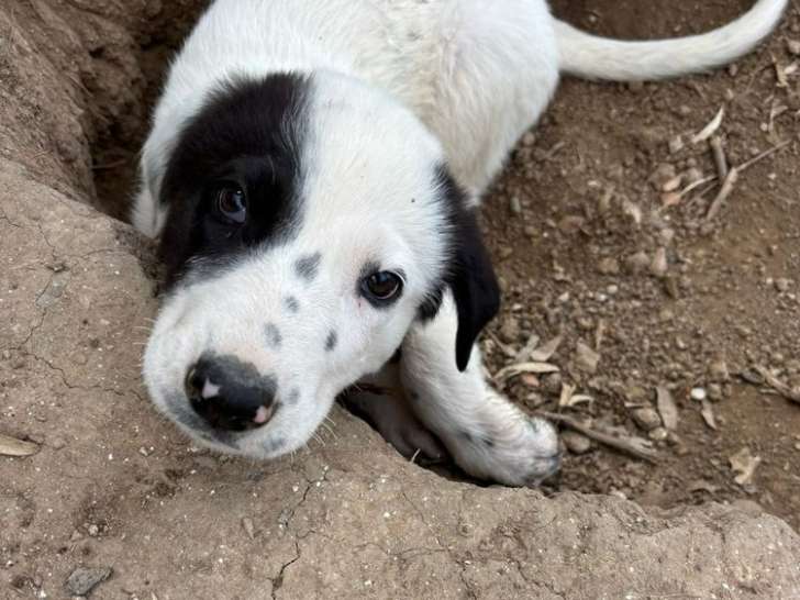 Harper, chiot femelle à adopter