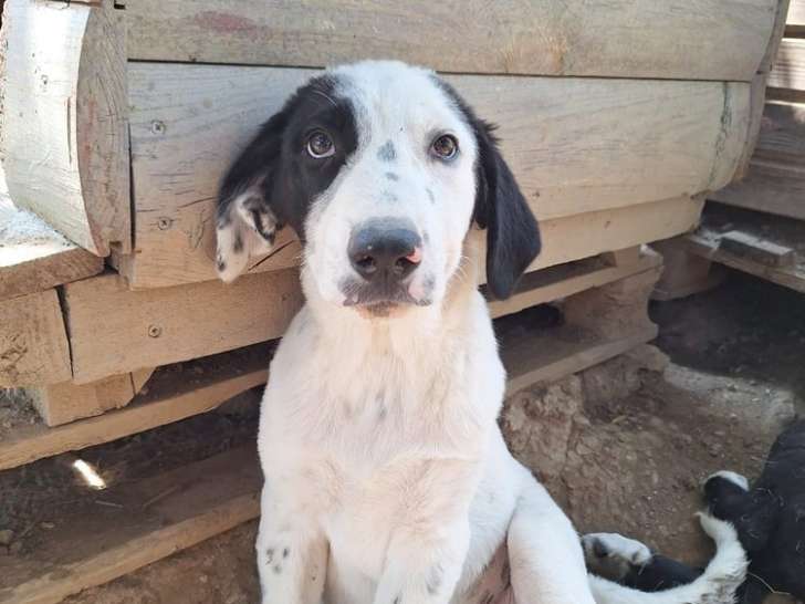 Harper, chiot femelle à adopter