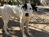 Harper, chiot femelle à adopter