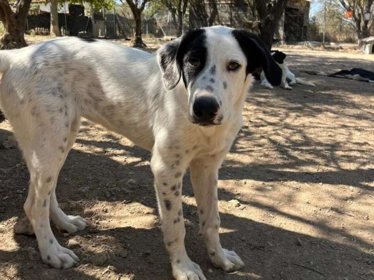 Harper, chiot femelle à adopter