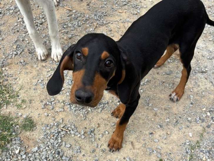 Marley, chiot à adopter