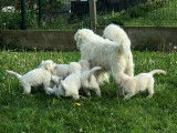 Chiots Golden Retriever LOF à vendre