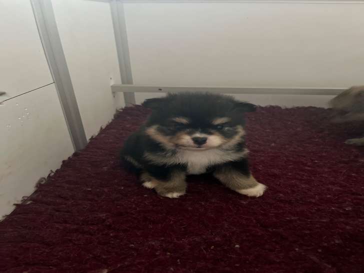 Chiots Spitz Nains Pomeranien à vendre