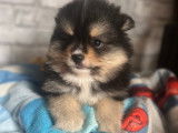 Chiots Spitz Nains Pomeranien à vendre