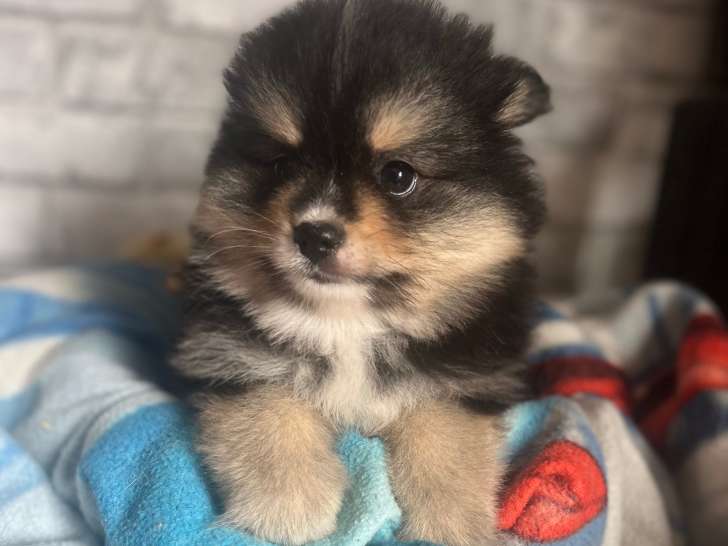 Chiots Spitz Nains Pomeranien à vendre