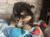 Chiots Spitz Nains Pomeranien à vendre