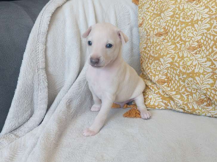 Chiots Petit Lévrier Italien à vendre