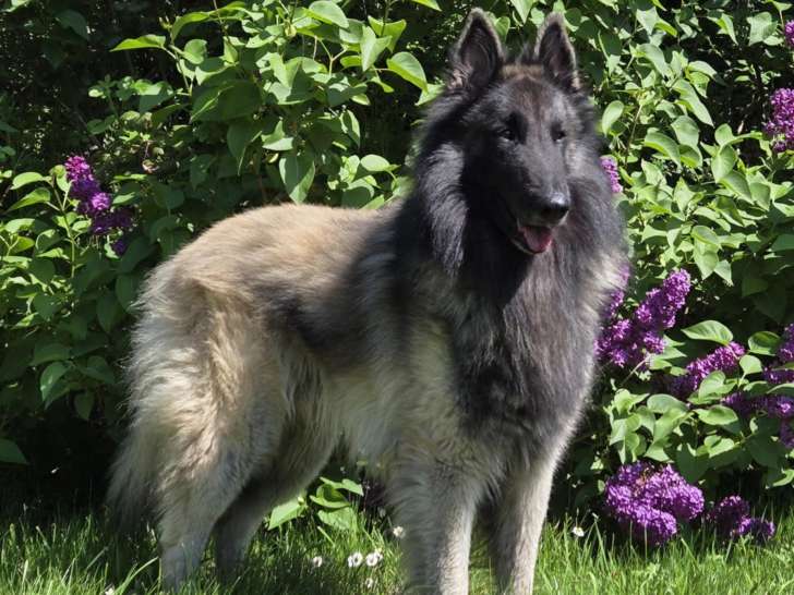 Mâle Berger Belge Tervueren LOF disponible pour saillie