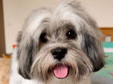 M&acirc;le Lhatese (Lhassa Apso crois&eacute; Bichon Maltais) disponible pour saillie