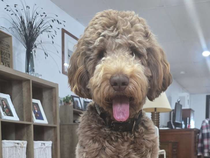Mâle Doguedoodle F1B disponible pour saillie