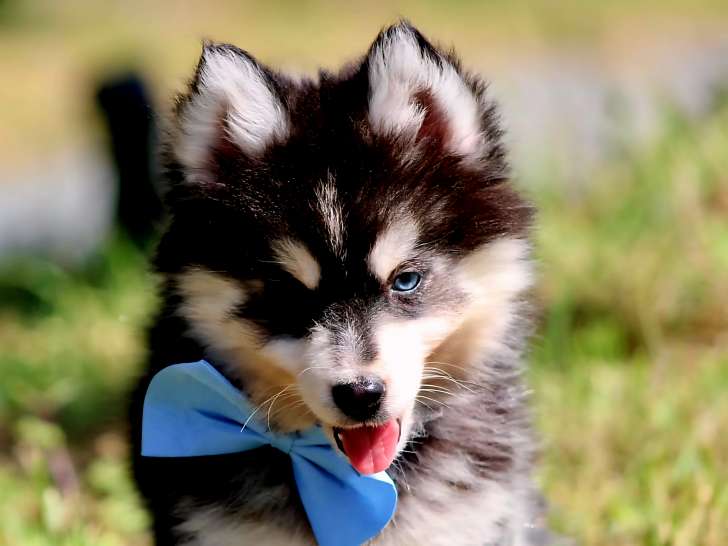 Chiot Pomsky à vendre