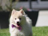 Chiot de race Pomsky femelle à vendre