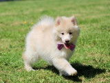 Chiot de race Pomsky femelle à vendre