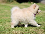 Chiot de race Pomsky femelle à vendre