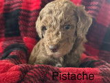 Chiots Goldendoodle miniatures à vendre