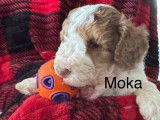 Chiots Goldendoodle miniatures à vendre