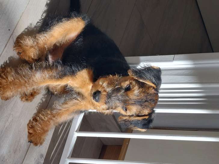 Jolie femelle Welsh Terrier à vendre