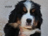 Chiot Bouvier Bernois à vendre